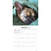 2026 Dog Dreams Wall Calendar