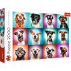 2000 piece Jigsaw Puzzles - Funny dog portraits II, 1000 Piece Jigsaw Puzzle