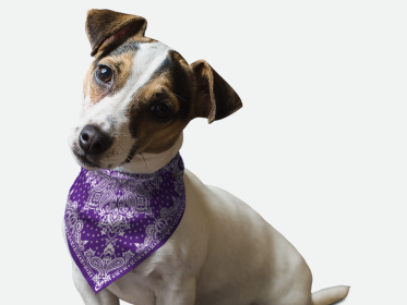 Violet Paisley (Size: 18" X 18")