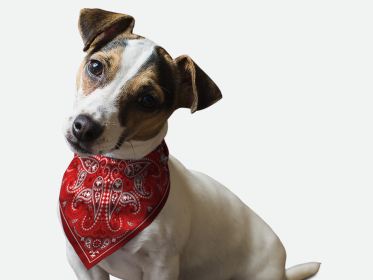 Red Paisley (Size: 18" X 18")