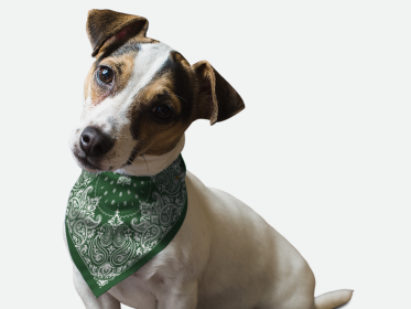 Hunter Green Paisley (Size: 18" X 18")