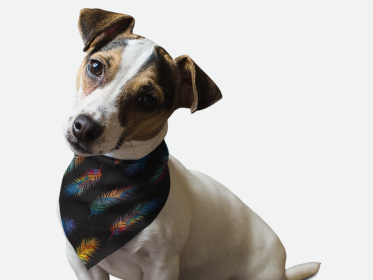 Fancy Feathers (Size: 18" X 18")