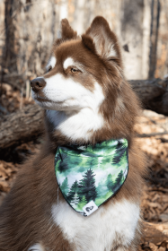 Evergreen Explorer Dog Bandana (Size: S/M - 18in x 10in)