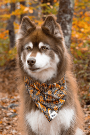 Foxes in Fall Dog Bandana (Size: S/M - 18in x 10in)