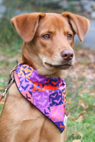 Spooky Bat Squares Dog Bandana (Size: S/M - 18in x 10in)