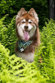 Magical Fern Forest Dog Bandana (Size: S/M - 18in x 10in)