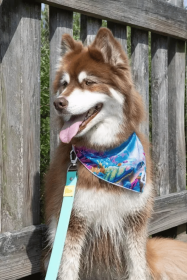 Sea Turtle Swim Dog Bandana (Size: S/M - 18in x 10in)