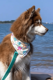 Sun & Shade Dog Bandana (Size: S/M - 18in x 10in)