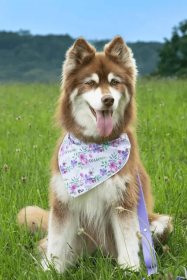 Wildflower Meadow Dog Bandana (Size: S/M - 18in x 10in)