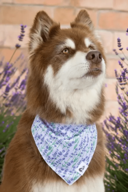 Lavender Blooms Dog Bandana (Size: S/M - 18in x 10in)