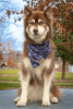 Starry Embrace Dog Bandana