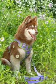 Lavender Garden Ultimate Dog Harness (Size: small)